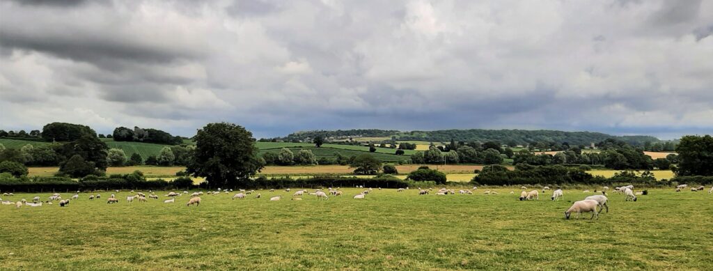 UK furniture maker in Somerset UK, rolling green fields, sheep and trees.